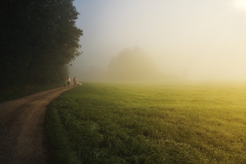 Walking Meditation in the Forest